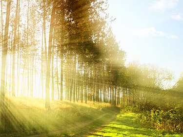 Bilde av skog